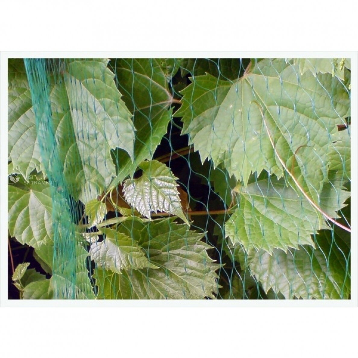 Tinklas nuo paukščių 19mm 3x5 m (7 g/m²) 1 Tinklas nuo paukščių 19mm 3x5 m (7 g/m²) 1